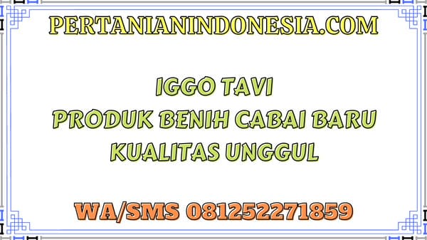 Iggo Tavi Produk Benih Cabai Baru Kualitas Unggul
